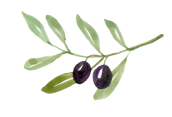 Branche Aquarelle Aux Olives Isolées Sur Fond Blanc — Photo