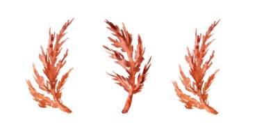 İç dekorasyon için kuru renkli çimen çiçeği. beyaz arkaplanda izole