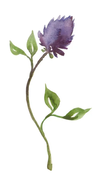 Akvarell Klöver Blomma Stam Med Gröna Blad Isolerad Vit Bakgrund — Stockfoto
