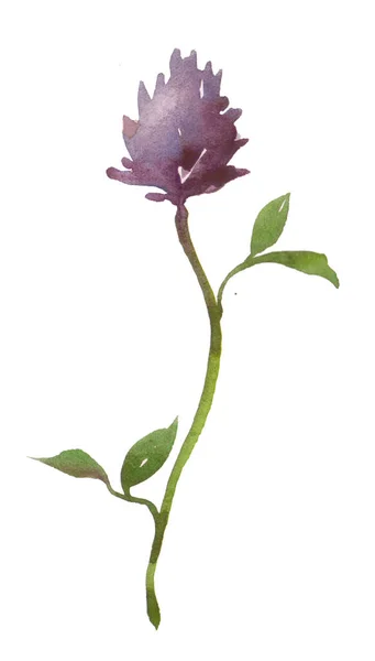 Växt Akvarell Klöver Med Blomma Vit Bakgrund Isolerad — Stockfoto