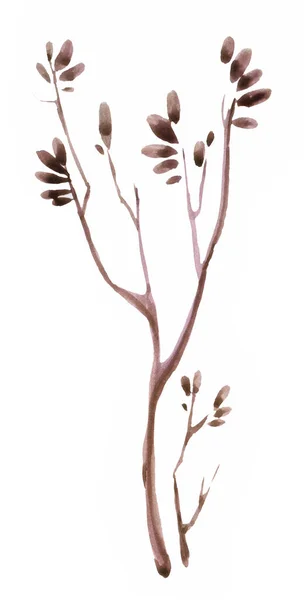 Autum Φύλλα Κλαδί Απομονωμένο Λευκό Φόντο — Φωτογραφία Αρχείου