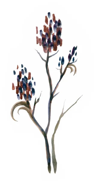 Wild Flower Festett Akvarell Ecset Elszigetelt Fehér Background — Stock Fotó