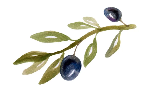 Olives Noires Branche Olivier Sur Fond Blanc — Photo