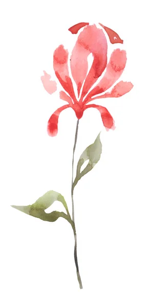 Blomma Mjuk Pastell Röd Färg Vit Bakgrund — Stockfoto