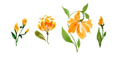 Crocus suluboya sarı çiçek beyaz zemin üzerinde izole