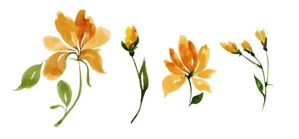 Набір Жовтих Квітів Ізольовані Білому Тлі — стокове фото