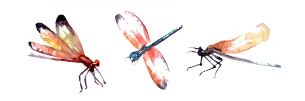 Σετ Υδατογραφίας Dragonfly Που Απομονώνεται Λευκό Φόντο — Φωτογραφία Αρχείου