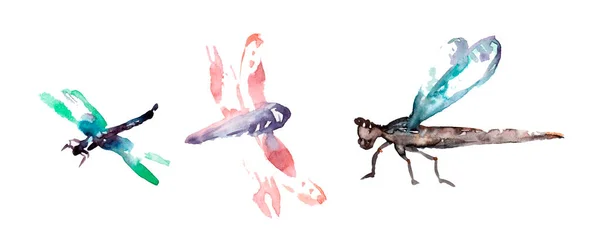 Flerfärgad Akvarell Dragonfleis Isolerad Vit Bakgrund — Stockfoto