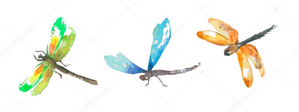 Set of multicolored watercolor Dragonfly isolated on white background.