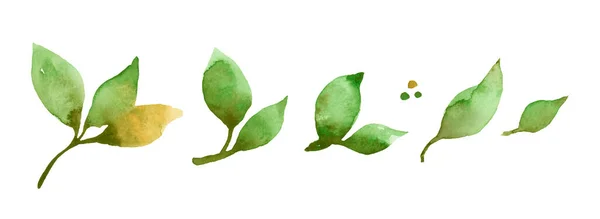 Beyaz Arka Planda Suluboya Taze Yeşil Yapraklar Kağıt Üzerinde Resmi — Stok fotoğraf