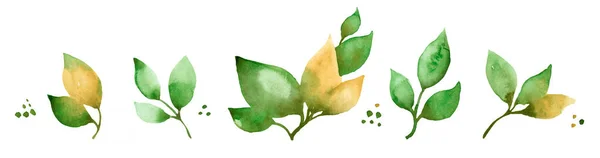 Aquarell Grüne Blätter Auf Weißem Hintergrund Aquarell Illustration — Stockfoto