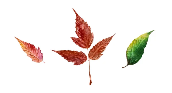 白い背景に落ち葉で作られた秋の国境フレーム 緑から赤への色グラデーション 葉の秋 季節の概念の変化 フラットレイアウト トップビュー コピースペース — ストック写真