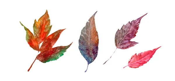 Mnohobarevné Listy Barevné Podzimní Listí Kolekce Izolované Bílém Pozadí — Stock fotografie