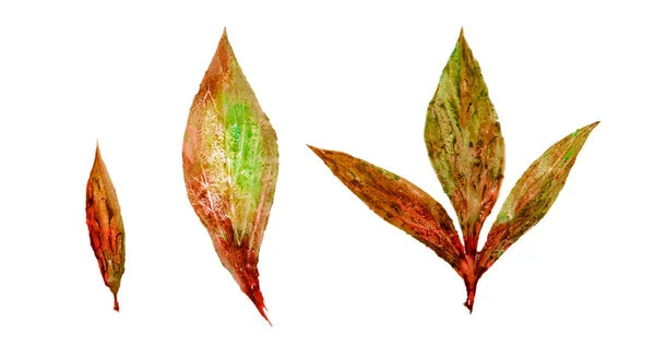 Set Watercolor Isolated Autumn Leaves White Background — Fotografia de Stock