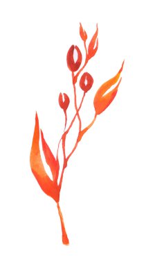 Kırmızının sonbahar suluboya dalları beyaza izole edilmiş. Sonbahar mevsiminde üzüm dalı