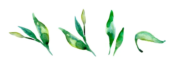Aquarell Frische Grüne Blätter Auf Weißem Hintergrund Handmalerei Auf Papier — Stockfoto