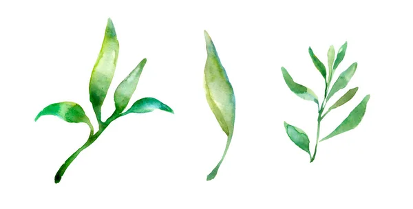 Aquarell Mit Waldpflanzen Sammlung Mit Basilikum Und Baumblättern Herbst Sommer — Stockfoto