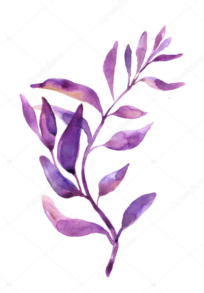 WatercolorTradescantia zebrina leaves, Inchplant foliage, Exotic tropical leaf, isolated on white background with clipping path