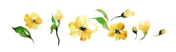Група Акварельних Диких Золотих Квітів Ізольовані Білому Тлі — стокове фото