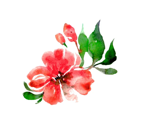 Акварель Червона Арахісова Квітка Півонія Ізольована Білому Тлі — стокове фото