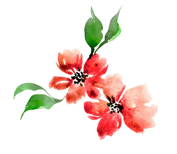Акварель Червона Квітка Півонії Ізольована Білому Тлі — стокове фото