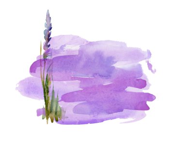 Bir demet mor eflatun lavanta çiçeği suluboya arka planda. Üst görünüm, düz yatış modeli, kopyalama alanı. Minimum arka plan konsepti. Kuru çiçek kompozisyonu izole edildi. Kaplıca cilt bakımı