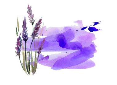 Mor renkli suluboya arkaplana dizilmiş mor lavanta çiçekleri. Üst manzara, düz yatış. Minimum naturopati konsepti. Kopyalama alanı, Nisan aşkı, doğal lavanda el yapımı, homeopati gerekli cilt bakımı iyileşme.