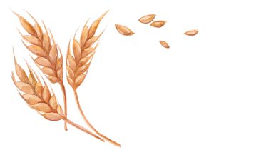 Beyaz arka planda izole edilmiş üç suluboya buğday başağı. Üst görünüm buğdayları.