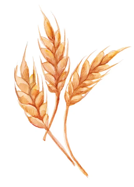 Три Изолированных Акварельных Колоска Пшеницы Белом Фоне — стоковое фото