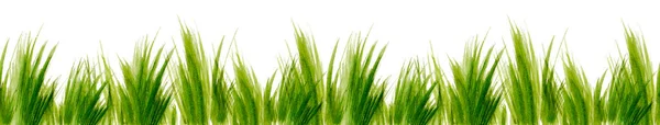 Bunte Grüne Pinselstriche Wie Grasmuster Isoliert Auf Weißem Hintergrund Abstrakte — Stockfoto