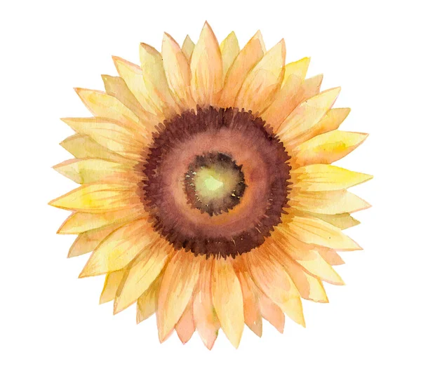 Watercolor Drawing Bright Sunflower Isolated White Background — Photo