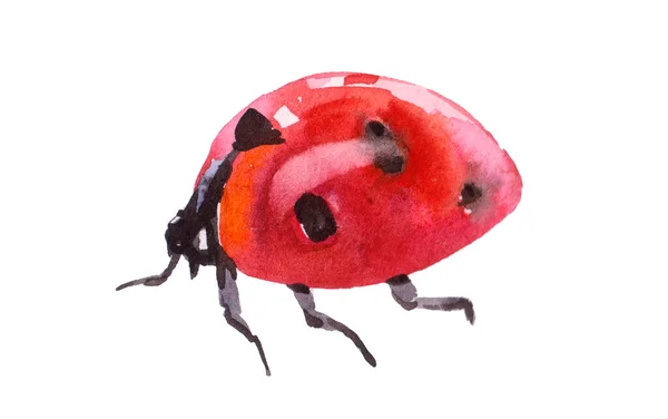 Original Art Watercolor Painting Red Lady Bug — Stockfoto