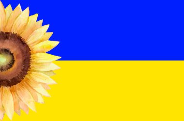 Mavi ve sarı Ukrayna bayrağında tek bir ayçiçeği