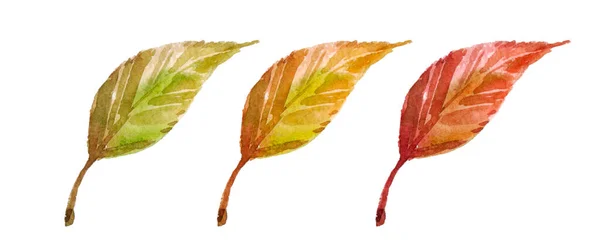 Three Multicolored Autumn Apple Leaves Isolated White Background Top View — ストック写真