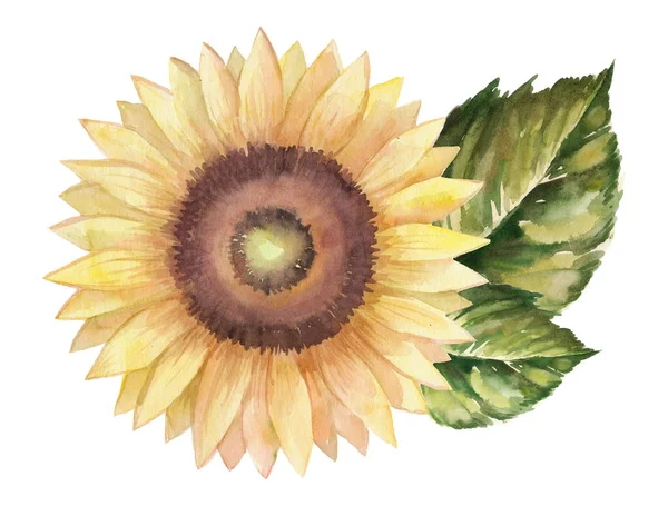 Sunflower Watercolor Illustration Summer Ukraine — Photo