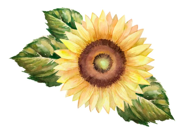 Watercolor Flower Sunflower Head Isolated White Background Seeds Oil Flat — ストック写真