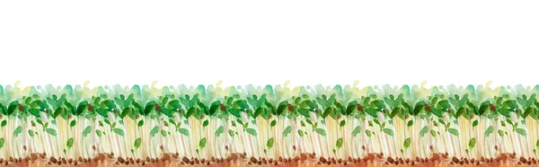 Peas Watercolor Microgreens Seeds Roots Sprouting Micro Greens Jute Microgreens — 스톡 사진