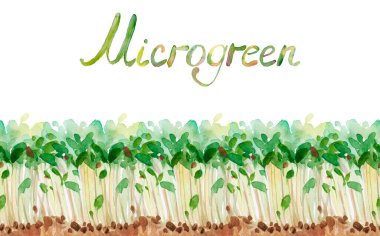 Close-up of watercolor microgreen broccoli. Concept of home gardening and growing greenery indoors