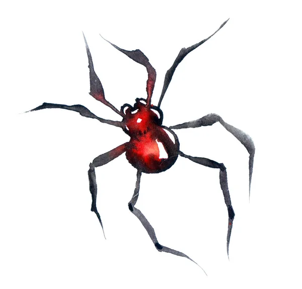 Redback Akwarela Spider Izolowany Białym Tle Australian Black Widow Makro — Zdjęcie stockowe