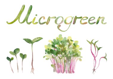 Watercolor Microgreens the small shoots of any of various plants, such as arugula, dill, kale, or sorrel, that are used as food, especially in salads.