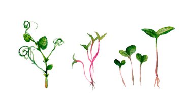 Suluboya mikroyeşil dereotu filizleri, turplar, hardal, roka, açık arkaplanda hardal, boşluk kopyala