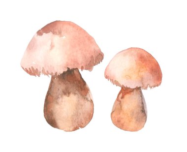 Boletus edulis mushroom with brown hat (cep, porcini, king bolete, penny bun). Edible wild mushroom. Watercolor hand drawn painting illustration isolated on a white background.