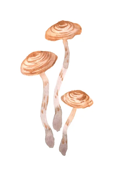 Acuarela Dibujo Setas Venenosas Toadstool Cortinarius Bosquejo — Foto de Stock