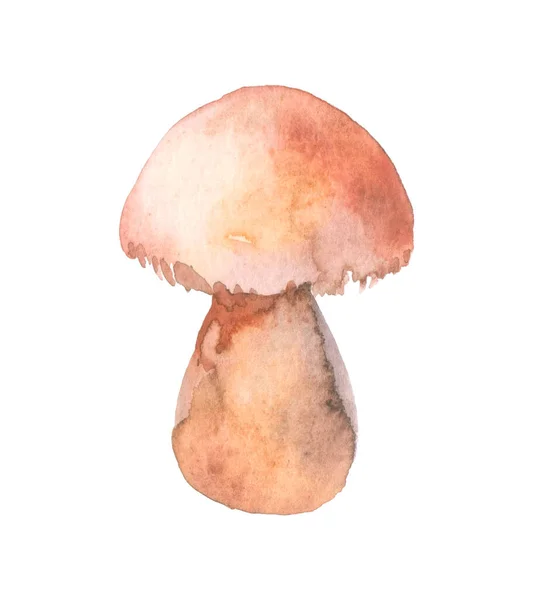 Watercolor Hand Drawn Wild Forest Mushroom Porcini Isolated Eco Natural — Stok Foto