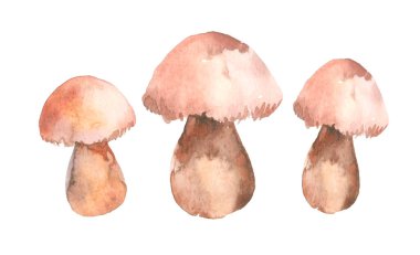 Three Boletus Edulis mushroom with brown hat (cep, porcini, king bolete, penny bun). Edible wild mushroom. Watercolor hand drawn painting illustration isolated on a white background.