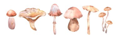 suluboya mantar beyaz arka plan üzerinde izole ayarlayın. Yenilebilir mantar koleksiyonu. Tasarım sonbahar arka plan için el boyaması illüstrasyon
