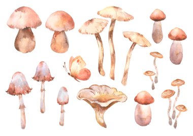 set of watercolor illustrations forest mushrooms and butterfly on a white background, hand painted.