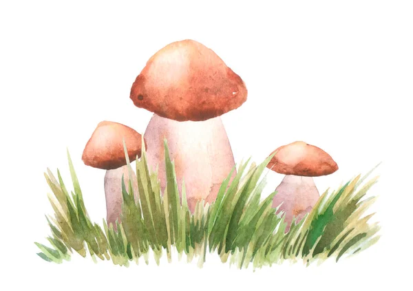 Boletus Mushrooms Watercolor Big White Mushroom Grass Spongy Mushroom Vegetarian — Stok fotoğraf