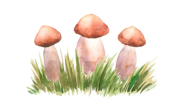 Boletus Mushrooms Watercolor Big Mushroom Grass Spongy Mushroom Vegetarian Gourmet — Stockfoto