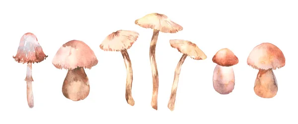 Mushrooms Hand Painted Watercolor Botanical Natural Art — Foto de Stock